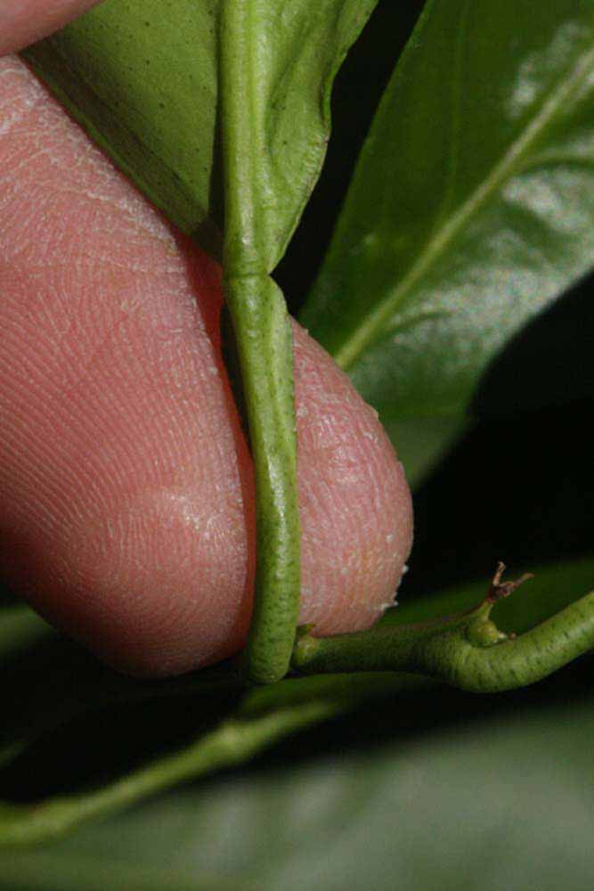              Petiole (Riverside, CA)       
